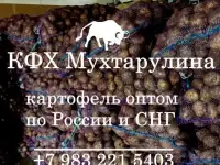 Картофель из Кемерово круглый год