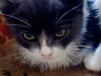 Отдам хороших котят!!!!, фотография 3