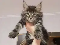 Котятки Мейн-кун, фотография 6