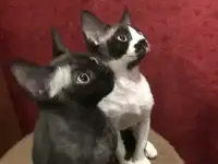 Котята Девон рекс, фотография 8