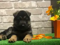 Продажа щенка немецкой овчарки