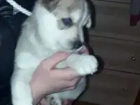 Маленькие пластики ждут своих хозяев