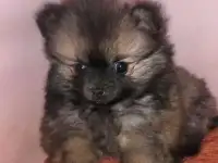 Девочка шпиц