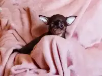 Девочка чихуахуа г/ш., фотография 6