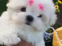 Лапочки Мальтезе
