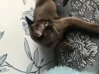 Котёнок Европейской бурмы, фотография 3