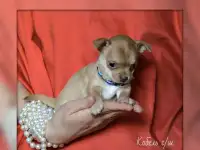 Щенки чихуахуа с док-ми., фотография 5