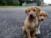 Щенки в добрые руки