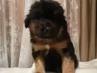 Щенки Хотошо, фотография 2