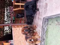Продаются шикарные тибетские мастифы