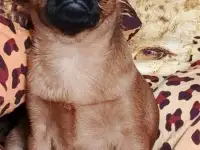 Малый брабансон яркий мальчик