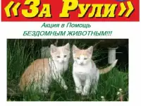 АКЦИЯ В ПОМОЩЬ БЕЗДОМНЫМ ЖИВОТНЫМ!