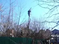 Расчистка дач, Спил деревьев, фотография 7