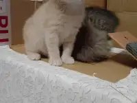 Курильский бобтейл