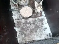 Отдам щенят в хорошие руки