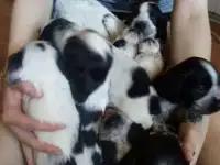 русский охотничий спаниель