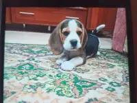 Продам щенка бигля