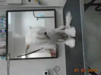 Стрижка животных, услуги груминга