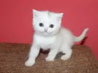 Шотландские прямоухие котята