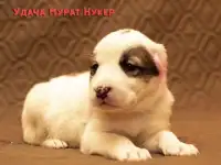 Чистокровные щенки Алабаи, фотография 8