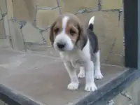 Щенки эстонской гончей.