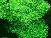 гуппи,меченосцы,пецилии,молинезии,водоросли,растения., фотография 10