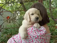 Золотистый ретривер щенки
