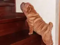 Щенки шарпея