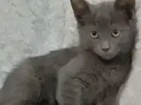 котёнок