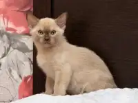 Бурманские котята