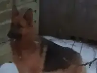 Немка