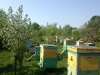 Пчелы, пчелосемьи