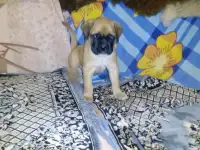 Щенок боксёра