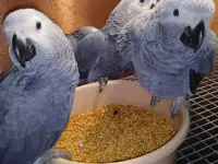 Попугаи жако говорящие