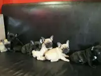 Французские Бульдоги Щенки мальчика девочки