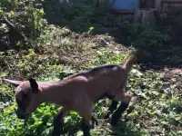Козлята альпо-чешские