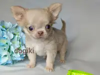 Лиловый мальчик чихуахуа длинношерстный