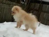 продажа щенка шпица