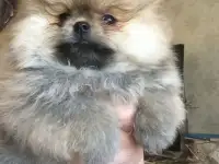 Померанский шпиц