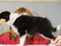 Щенки колли, фотография 7