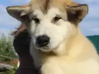 великолепные волчата