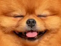 Груминг