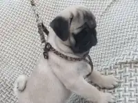 Мопс