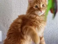 Клубные котята, фотография 2