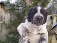 Продам щенков