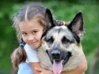 щенки вео от Победителей