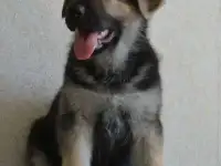 Крупные щенки ВЕО, фотография 3