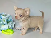 Лиловый мальчик чихуахуа длинношерстный, фотография 4