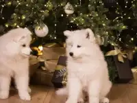 Щенки самоеда!, фотография 3