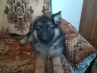 Щенки